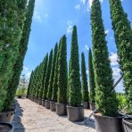 Cyprus vždyzelený (Cupressus sempervirens) ´TOTEM´ - výška 25-35 cm, kont. C2L